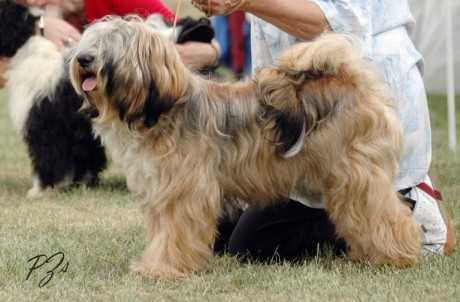 Rozsdas Halasz Mikudi Metal Magic | Tibetan Terrier 