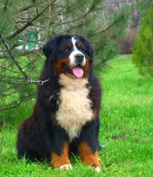 Labanc - Volgyi Lucky Guy | Bernese Mountain Dog 