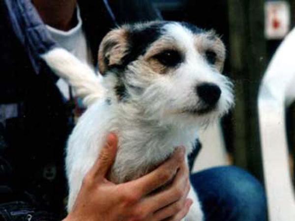 Ratpack Demon Heartbreaker | Parson Russell Terrier 