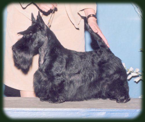 Anstamm Maryscot Cheerleader | Scottish Terrier 