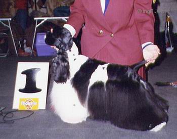 LARRY DE VIRFOLL | American Cocker Spaniel 