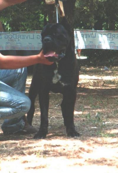 Oro Dell'Appio | Cane Corso 