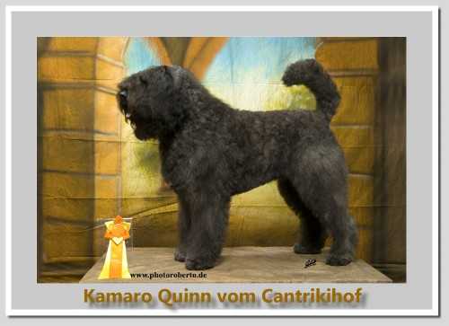 Kamaro Quinn vom Cantrikihof | Bouvier des Flandres 