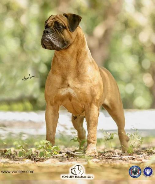 Mimba kuera C-Helena | Bullmastiff 