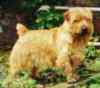 Brymarden Christmas Spirit | Norfolk Terrier 