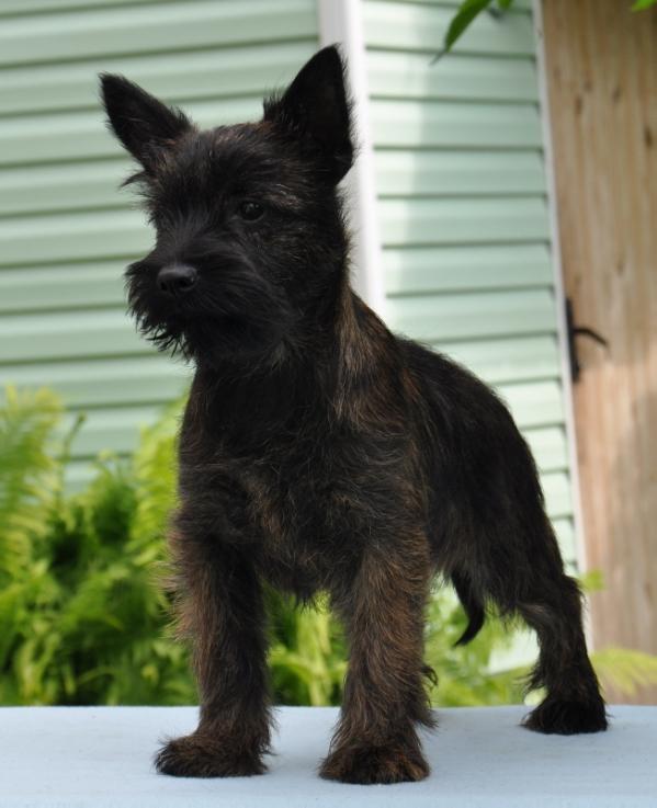 Vanessa Mae Bestiyana | Cairn Terrier 