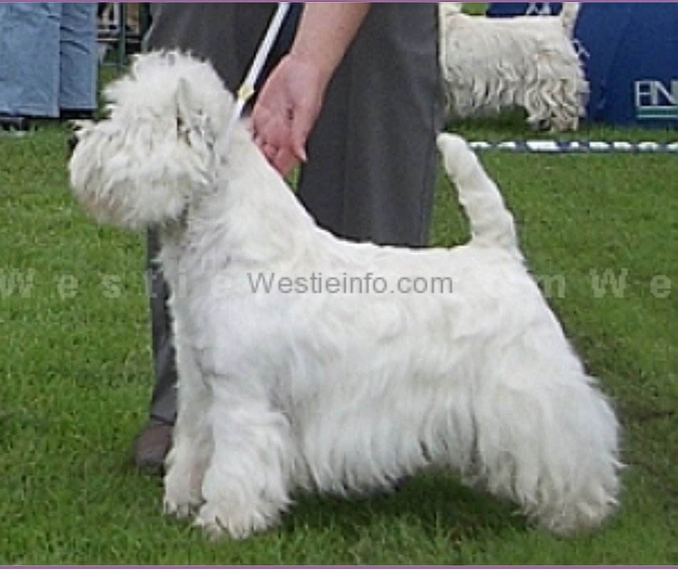 L. A. Special Edition vom Deipen Brook | West Highland White Terrier 