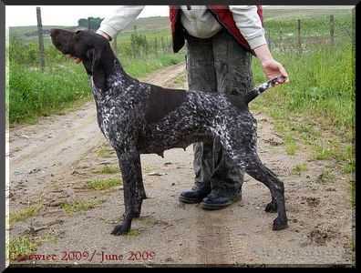 Malomkozi Jasmine | German Shorthaired Pointer 