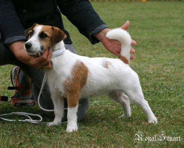 JULIA ROBERTS Linea Luna | Jack Russell Terrier 