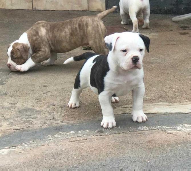 Rock Bulls Osvaldo | American Bulldog 