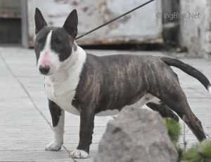 HAGRID VENTURESOME FOR RUDEJ WEDZMY | Miniature Bull Terrier 