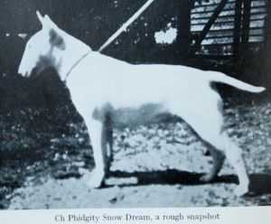 Phidgity Snow Dream | Bull Terrier 