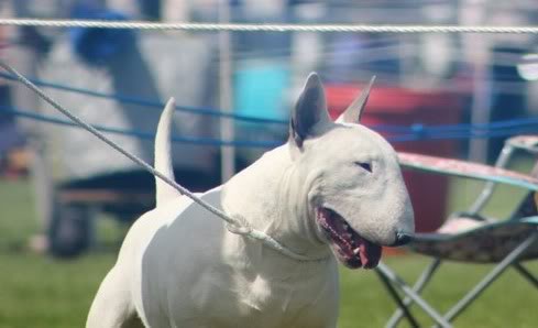 Teirwgwyn Paper Gansta at Bullyview | Bull Terrier 