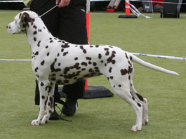Toot's Bless The Night | Dalmatian 