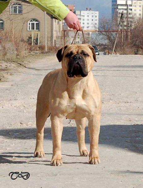 Barbi Doll iz Mira Antallis | Bullmastiff 