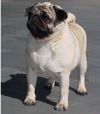 Nabuco´s Girl From Ipanema | Pug 