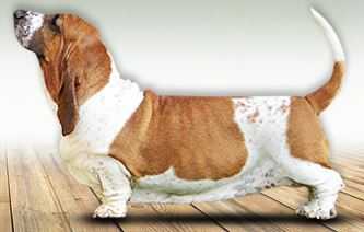 Franbar's Babycakes | Basset Hound 