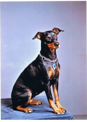 DRUPA von Rottenbuch | German Pinscher 