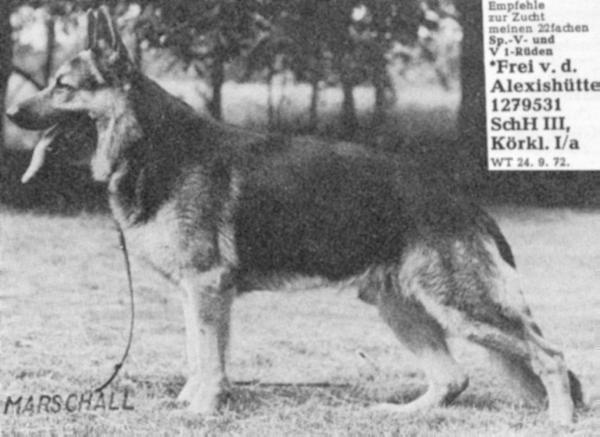 Frei von der Alexishütte | German Shepherd Dog 