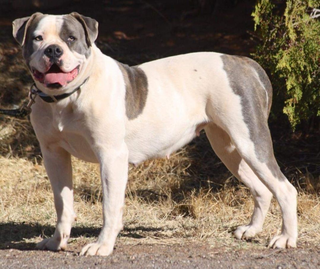 Manasco’s Easy Breezy of BullyBadass | American Bulldog 