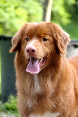 SHAGGY TOLLERS QUEEN OF TUNDRA | Nova Scotia Duck Tolling Retriever 