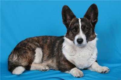 Vereskovyi Med Atalanta | Cardigan Welsh Corgi 