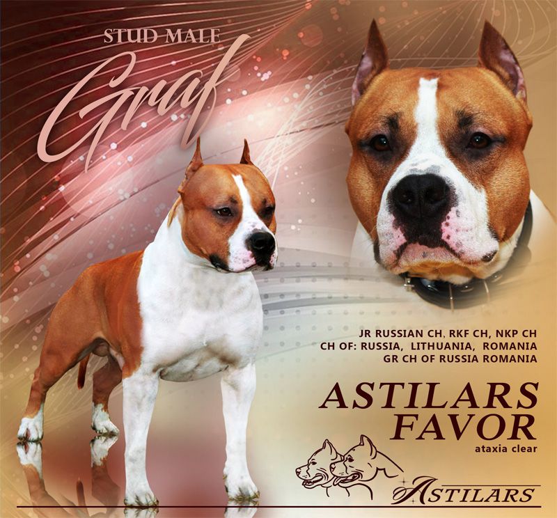 Astilars Favor | American Staffordshire Terrier 