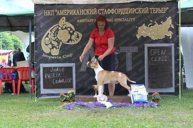 Tcenniy Prize Family Pride | American Staffordshire Terrier 