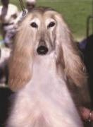 Sanallahs Juliette Of Sura | Afghan Hound 