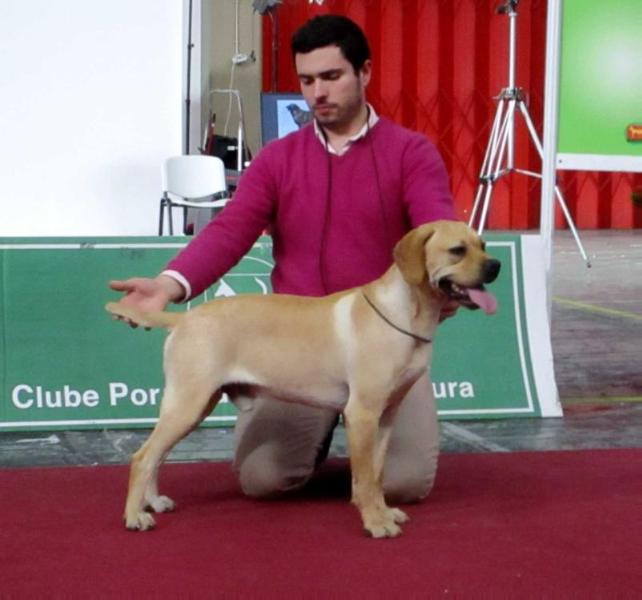 Qua-Qua do Berço do Basalto | Portuguese Pointer 