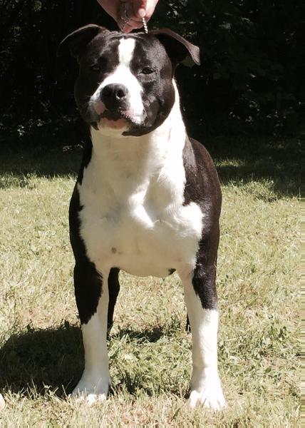 wolverine to mk | American Staffordshire Terrier 