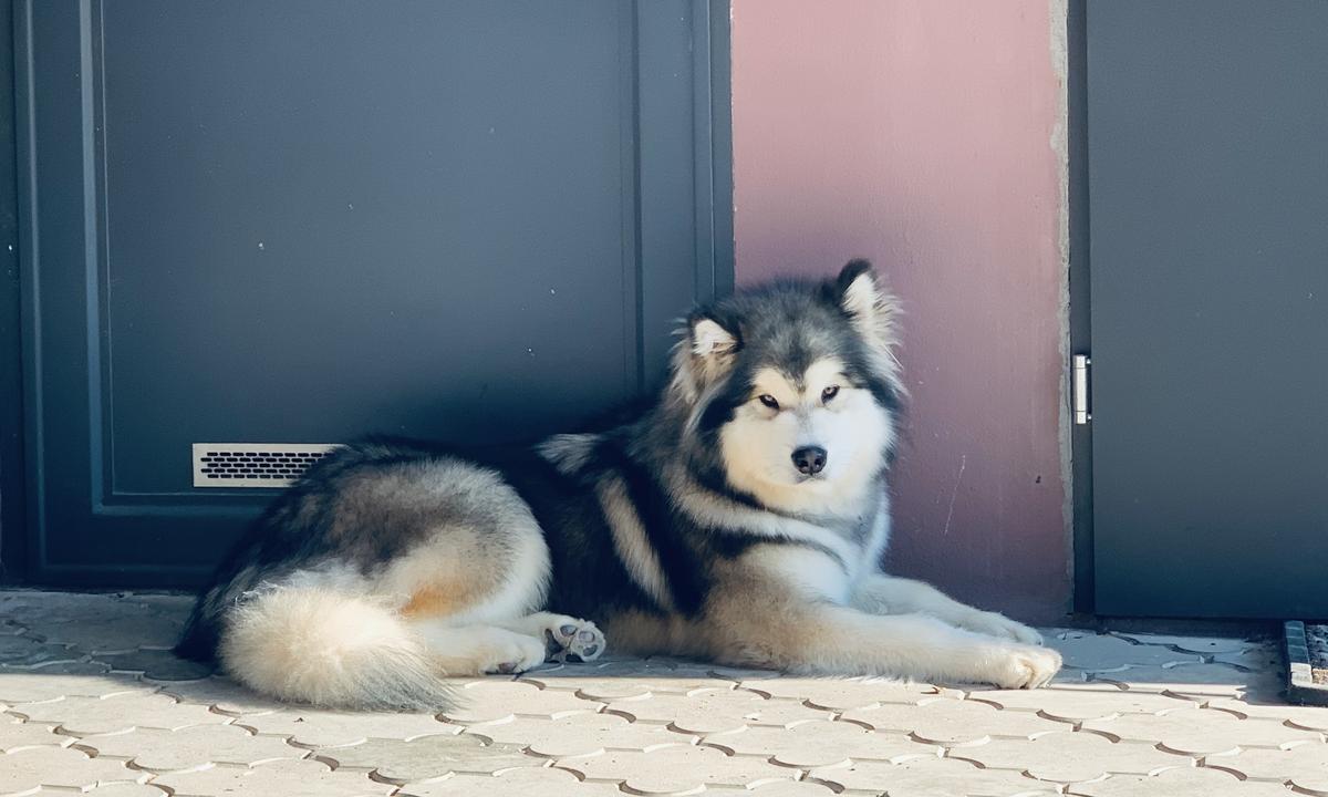 Rumour Has It All Shamanrock | Alaskan Malamute 