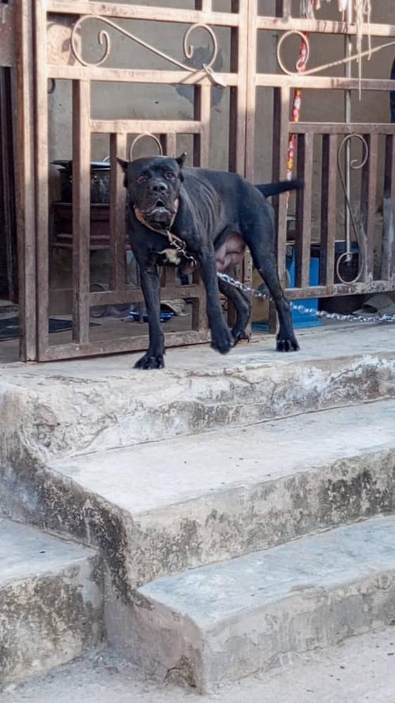 Eden's Kaya | Cane Corso 