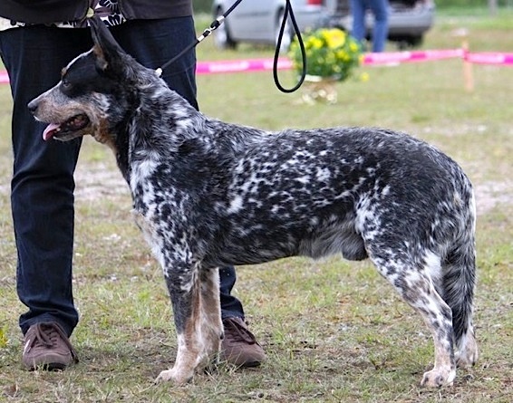 Gravan-Silverpark Fiancè For MK And HS | Australian Cattle Dog 