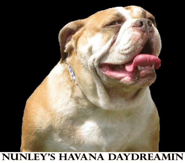 Nunley's Havana Daydreamin | Olde English Bulldogge 