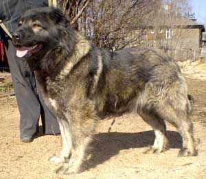 ZLATO VYATKI GAYANE ARCHIEVNA | Caucasian Mountain Dog 