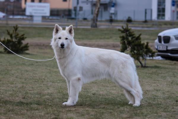 Baltic Beauty Keep The Peace | White Swiss Shepherd Dog 