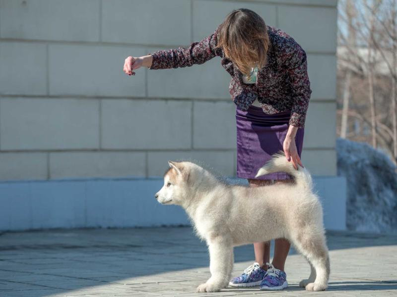Amelhuk Yakudza | Alaskan Malamute 
