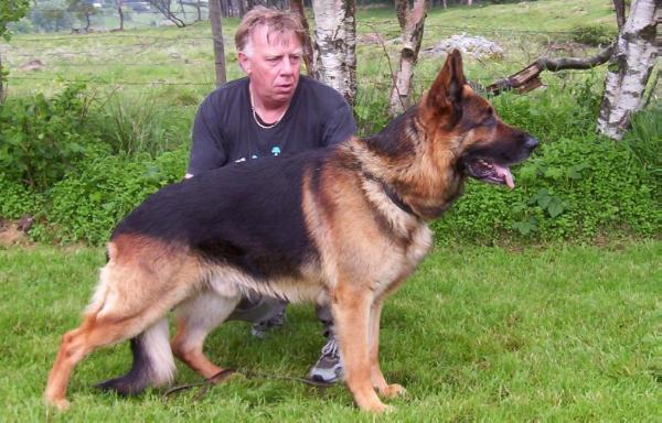 Schæferåsen's Ulk (Ringo) | German Shepherd Dog 