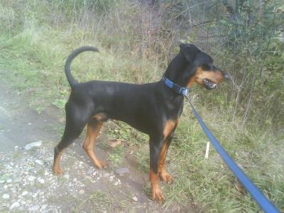 Ares von der Schwalmaue | German Pinscher 