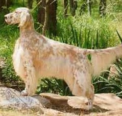 Bluprint's Set'R Ridge's Zabri | English Setter 