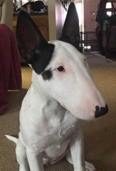 Cruella de Vil's new fancy | Bull Terrier 