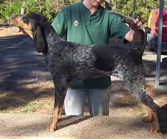 Razor Ridge Dixie Fleur de Lis | Bluetick Coonhound 