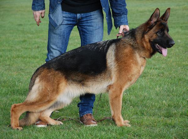 Thora von Athaba | German Shepherd Dog 
