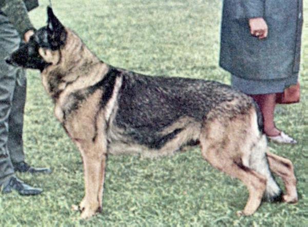 Brix von der Grafenkrone | German Shepherd Dog 