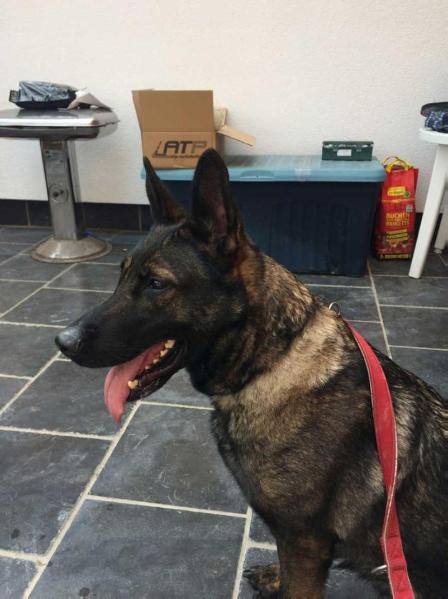 Tanga vom Cap Arkona | German Shepherd Dog 