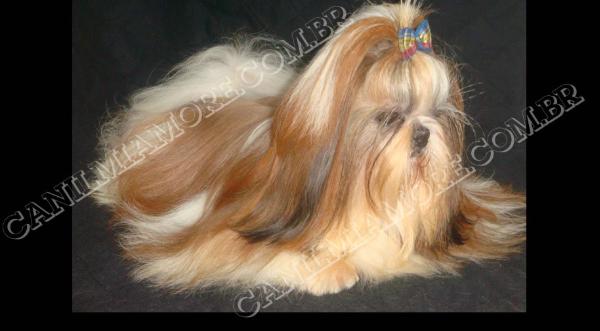 BR MI Amore Bryan | Shih Tzu 