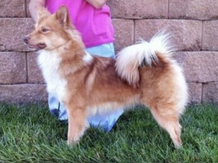 Mceremons Gou Roka | Icelandic Sheepdog 