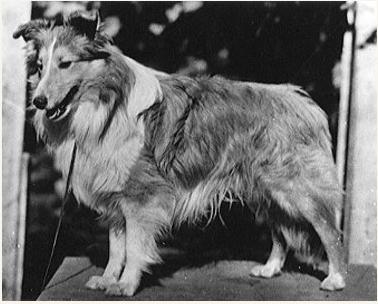 Geronimo Crown Prince | Shetland Sheepdog 