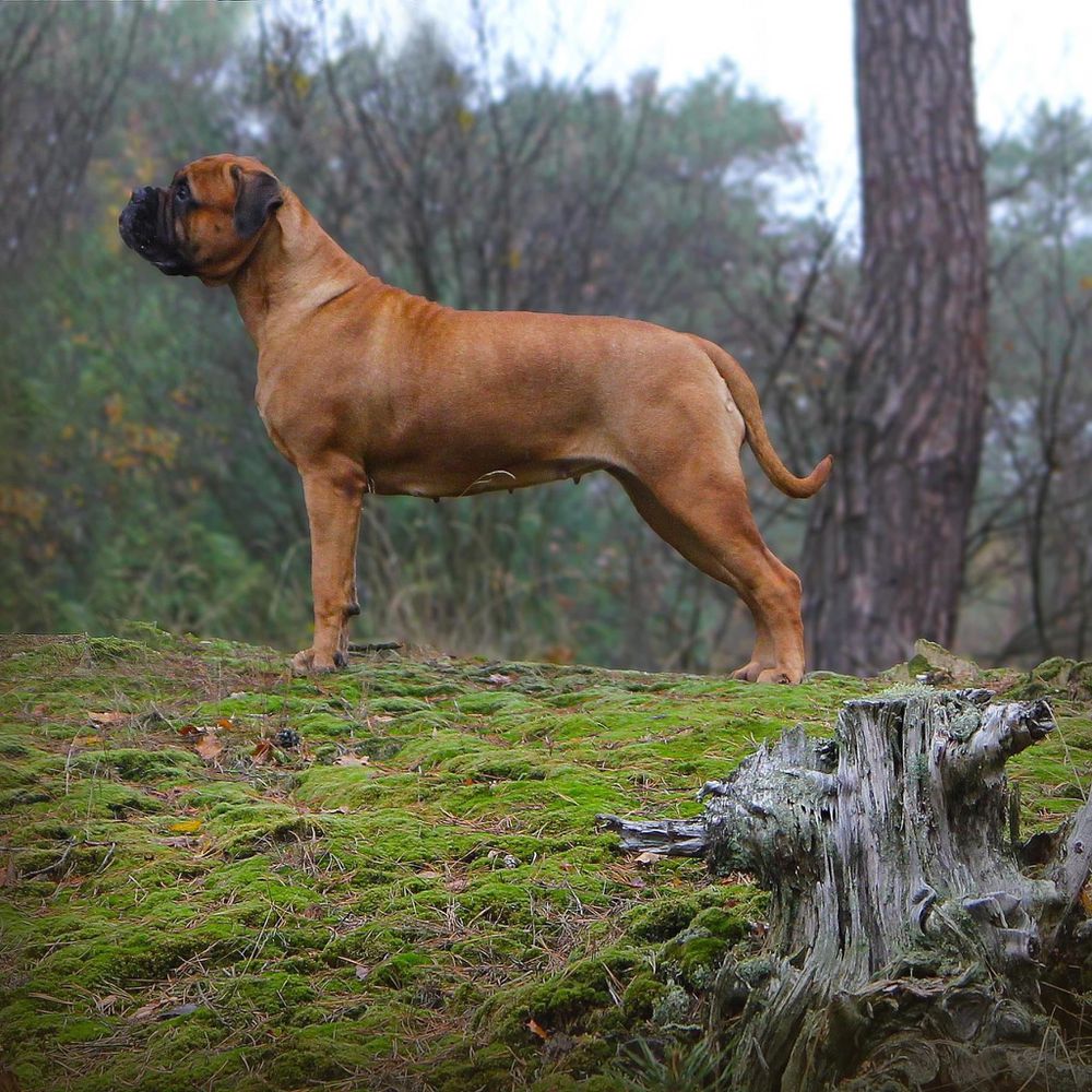 High Rollers Queen Honky Tonk | Bullmastiff 